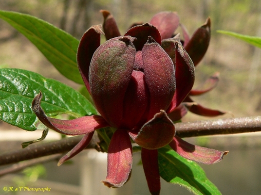 {Calycanthus floridus}